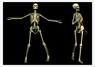 Skeleton Transparent Images - Skeleton
