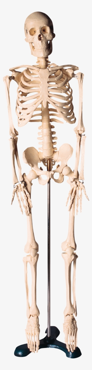 Skeleton Png, Download Png Image With Transparent Background,