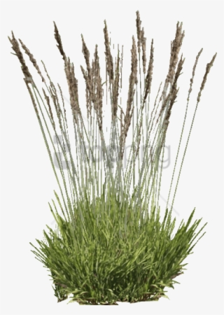 Free Png Download Purple Moor Grass Png Images Background - Grass
