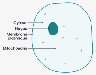Simple Diagram Of Animal Cell - Simple Animal Cell Diagram