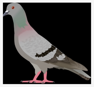 Rock Dove