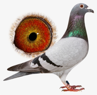 New - Rock Dove