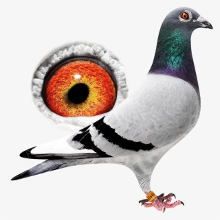 New - Rock Dove