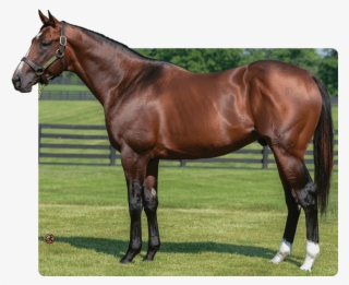 Strong Mandate - Strong Mandate Horse