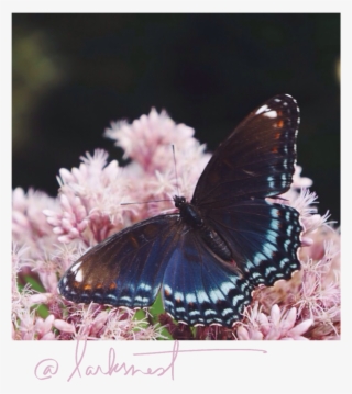 Instagram Larksnest Butterfly - White Admiral Or Red Spotted Purple