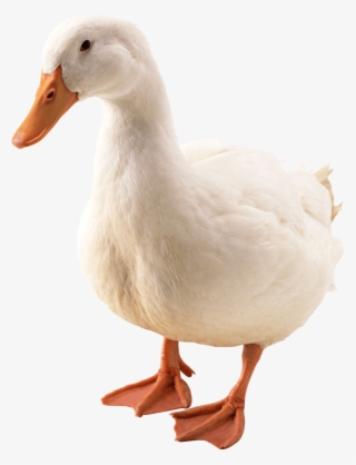 Duck Png Image - Pato Png