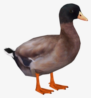 Khaki Campbell Duck - American Black Duck