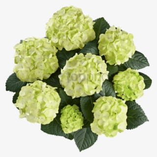 Free Png Caipirinha Png Png Image With Transparent - Hydrangea Caipirinha