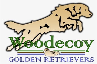 Danette Weich Dvm Obtained Her First Golden Retriever - Dog