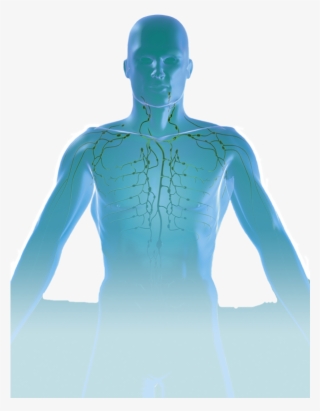 Transparent Humanoid Figure - Man