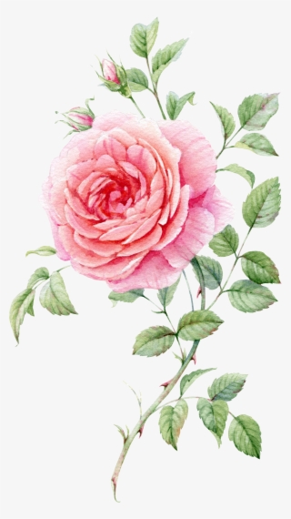 0℃素材1 Blooming Rose, Watercolor Flowers, Watercolour - Watercolor Roses Png