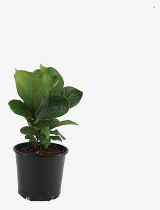 Fiddle Leaf Fig - Flowerpot