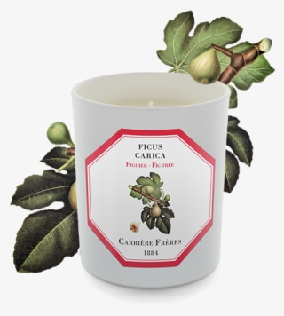 Carriere Freres Fig Tree Candle 185g - Beer Bottle