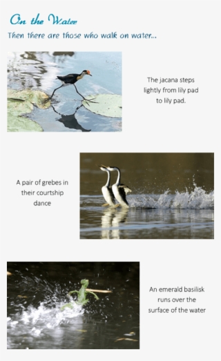 17 - Waterfowl