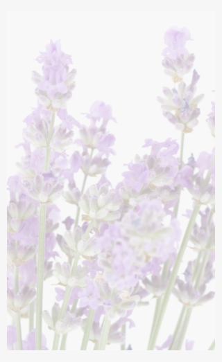 We're Told That The Greeks And The Romans Used Lavender - English Lavender