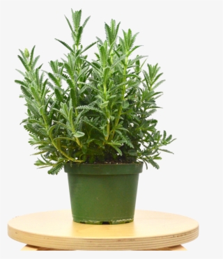Lavender 'french' Plant - Flowerpot