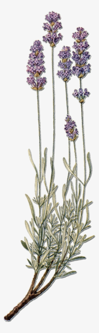 Lavande - English Lavender