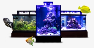 Custom Designed And Installed Aquariums - Tropical Fish Chart