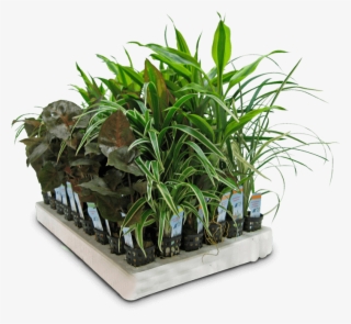Top Quality Aquarium Plants Straight From The Farm - Houseplant