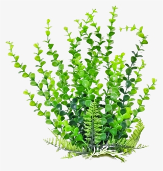 Bushes Clipart Aquarium Plant - Aquatic Plant Png