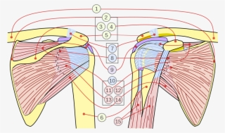 Rotator Cuff - Muscle De La Coiffe Des Rotateurs
