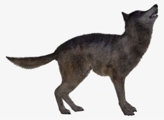 Jackal, Coyote Png, Download Png Image With Transparent - Black Cat