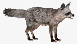 Jackal, Coyote Png, Download Png Image With Transparent - Bat Eared Fox Png