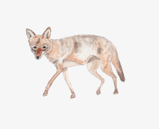 Coyote-2 - Jackal