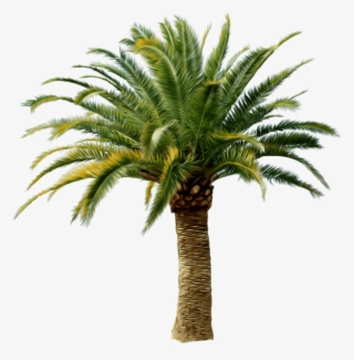 Palm Tree Png - Transparent Palm Tree Png