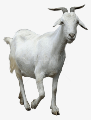 Free Png Download Goat Png Images Background Png Images - Baker Mayfield The Goat