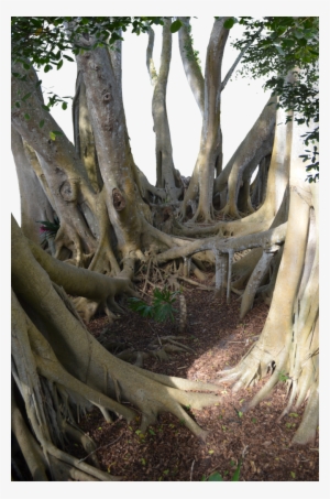Mangrove Tree Roots Leaves Png Stock 0030-0216 By Annamae22 - Jugle Stock Deviantart Png