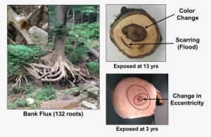 Root Ball