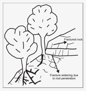 Widening Of Rock Fractures By Tree Roots On Steep Rocky - Rock