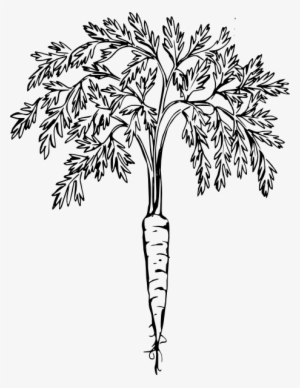 Carrot - Carrot Plant Black And White