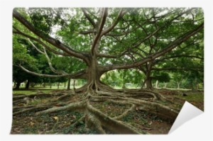 Royal Botanical Gardens, Peradeniya