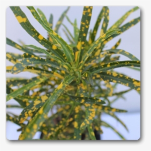 Croton Gold Dust , Codiaeum Variegatum Punctatum Aureum - Garden Croton