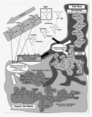Main Tnt Degradation Steps And Possible Binding Sites - Cartoon