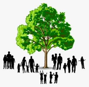Family Tree Png Jpg Library Stock - Softwood And Hardwood Trees