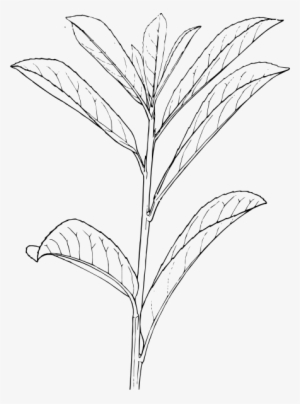 Automatic Laurel - Shrubs Plants Drawing