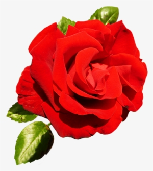 Red Rose For Valentine's Day - Valentine's Day