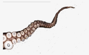 Gishwhes For Pinterest Svg Transparent Stock - Tentacles Transparent