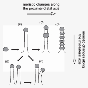Different Type Of Tentacles And Their Possible Evolution - Tentacle