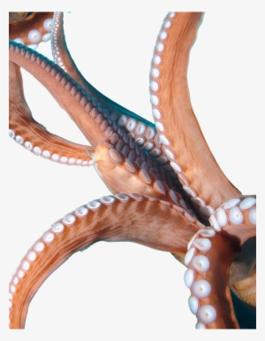 Octopus Tentacles Png Image - Tentacles Png