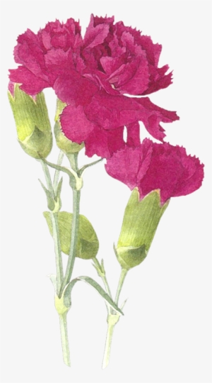 Drawing Flowers - Dibujos Pintados En Acuarelas Para Cogines