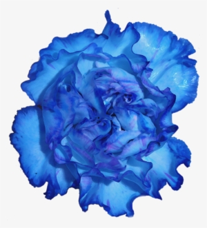 Blue Carnation Flower Png