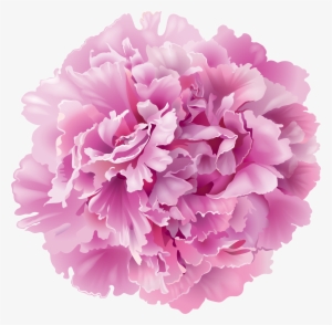 Carnation Flower Clipart - Peony Transparent