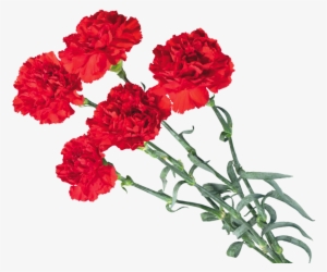 Carnations - Red Carnation Png Of A Carnation