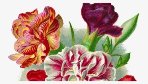 Flower Carnation Vintage Png