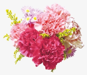 Carnation Flowers Png Transparent Background - Carnation Bouquet Transparent Background