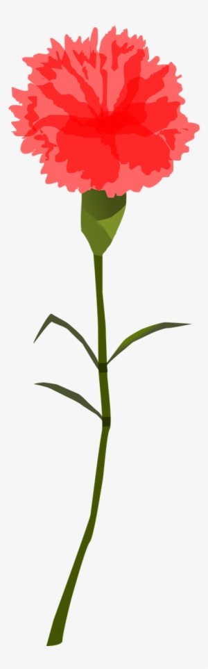 Flower Red Blossom - Carnation Png Transparient